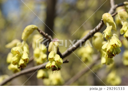 トサミズキ 29291533