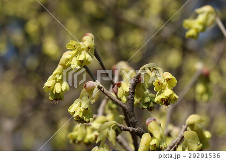 トサミズキ 29291536