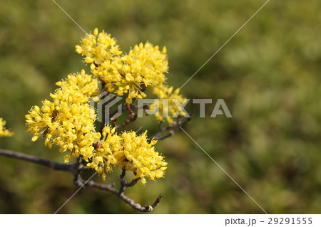 サンシュユ 29291555