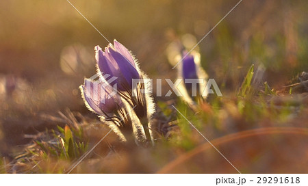 Spring flowers.Beautifully blossoming pasqueflower Spring flowers.Beautifully blossoming pasqueflower 29291618