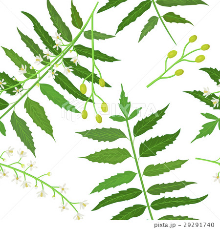 Neem or nimtree seamless pattern vector Neem or nimtree seamless pattern vector 29291740