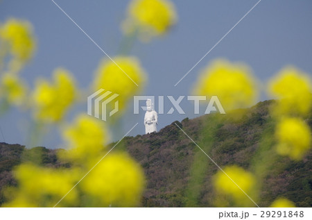 千葉県富津市佐貫からの東京湾観音と菜の花 29291848