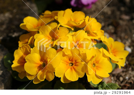 プリムラ・ジュリアン 29291964