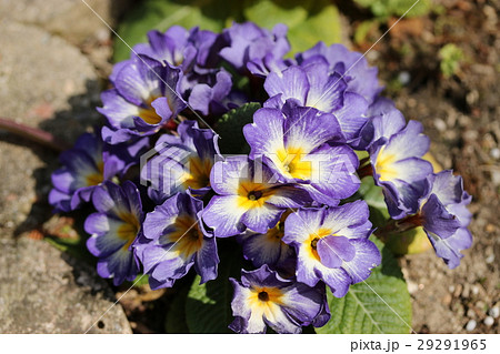 プリムラ・ジュリアン プリムラ・ジュリアン 29291965