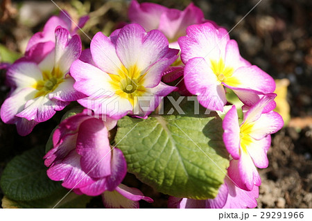 プリムラ・ジュリアン プリムラ・ジュリアン 29291966