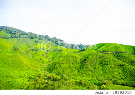 Tea plantations in Malaysia Tea plantations in Malaysia 29292010