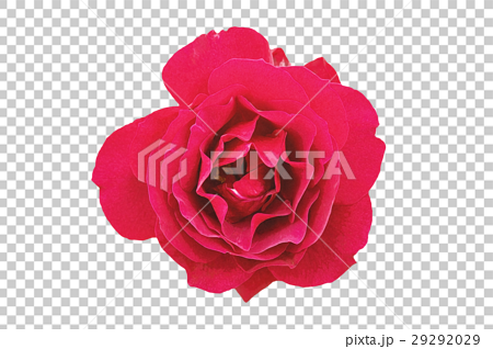 イベントのプレゼントや美容イメージで使いやすいリアルなバラの花のpng素材のイラスト素材