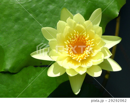 Yellow lotus / yellow water lily  29292062