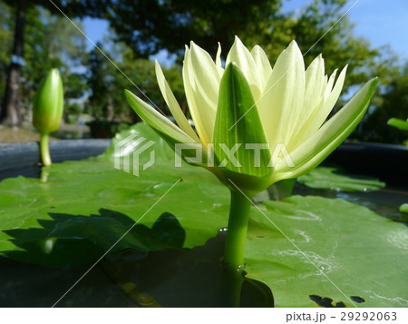 Yellow lotus / yellow water lily Yellow lotus / yellow water lily 29292063