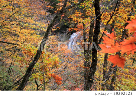紅葉の横谷渓谷と王滝（蓼科） 29292523