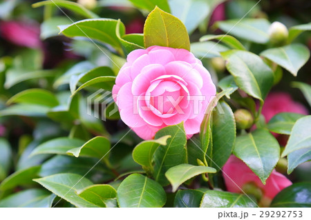 乙女椿 29292753