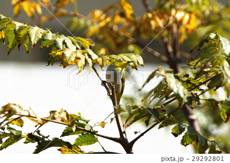 鳥 からし色 昆虫 29292801