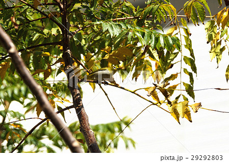 鳥 からし色 昆虫 29292803