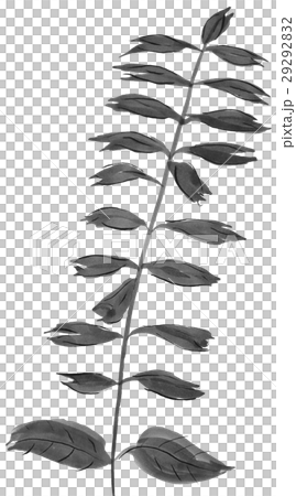 サルビア 花 イラスト 水墨画 のイラスト素材 29292832 Pixta