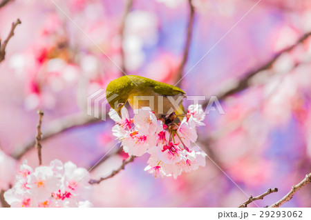 メジロ　寒桜 29293062