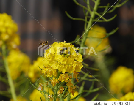 菜の花とミツバチ 菜の花とミツバチ 29293081