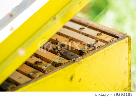 Hives in the apiary Hives in the apiary 29293189