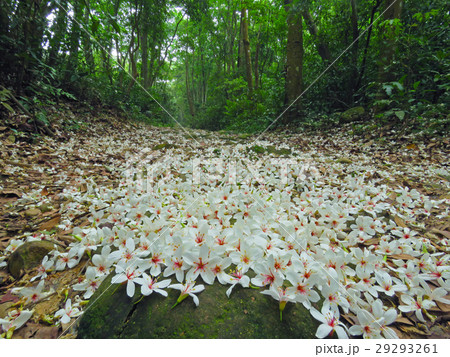 アブラギリ 花 フラワー 29293261