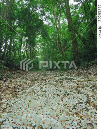 アブラギリ 花 フラワー 29293262