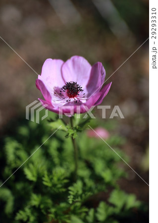 牡丹一華 屋外 花 花びら 紫 植物 風景 自然 春 アネモネ ボタンイチゲ キンポウゲ科 花一華 の写真素材