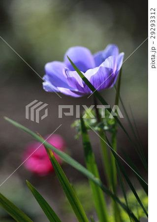 牡丹一華 29293312