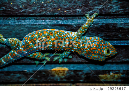 Wild Tokay Gecko on ceiling at night, Koh Kood 29293617