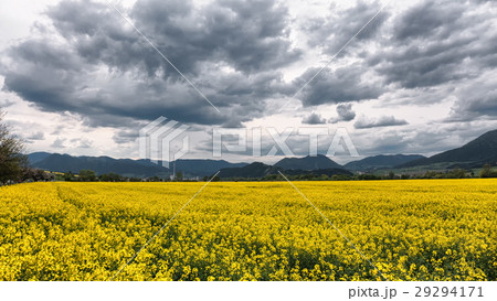 Yellow rapeseed field 29294171