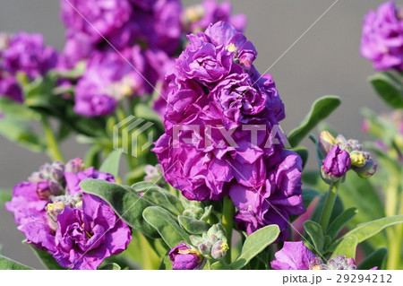 たくさん咲いた紫色のストックの花の写真素材