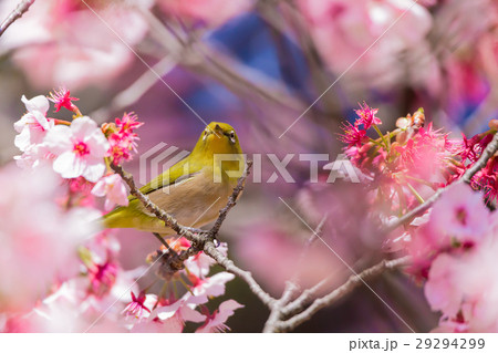 メジロ 寒桜 メジロ 寒桜 29294299