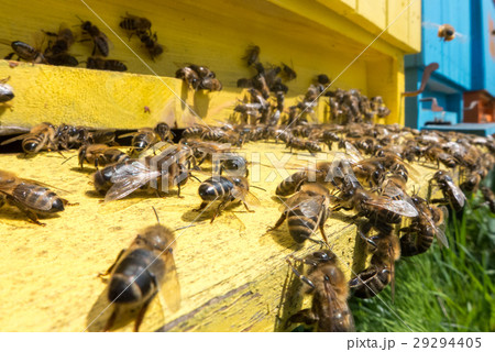 Bees in beehive Bees in beehive 29294405