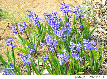 ヒヤシンス 29294481