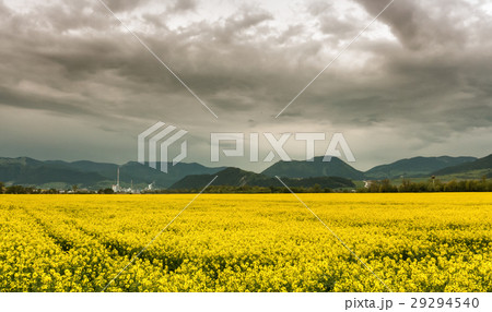 Rapeseed field and town Ruzomberok, Slovakia 29294540