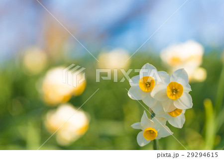 水仙の花 29294615