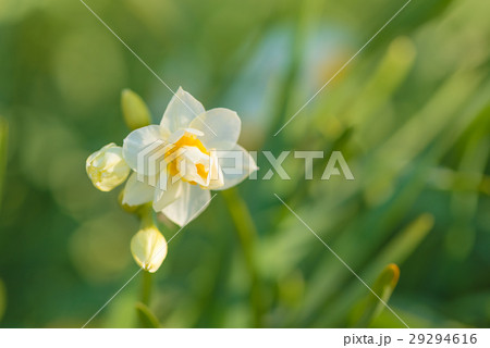 水仙の花 29294616
