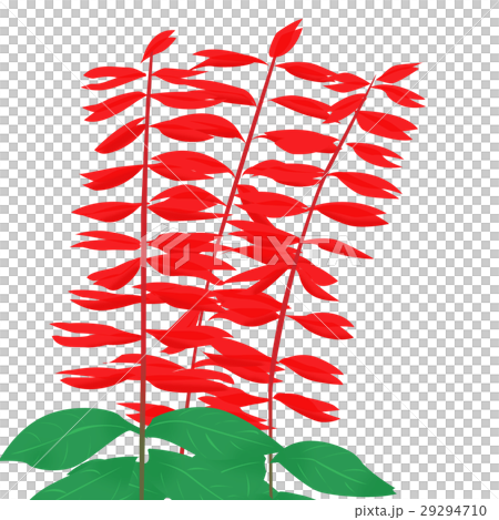 サルビア（花のイラスト） 29294710