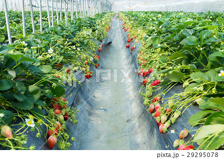 イチゴ狩り 29295078