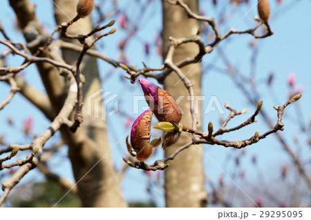開花が近いシモクレンのつぼみの写真素材