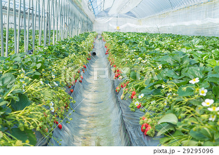イチゴ狩り イチゴ狩り 29295096