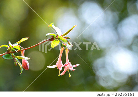 ウグイスカグラ(鶯神楽) ウグイスカグラ(鶯神楽) 29295161