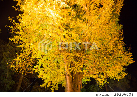 新宮熊野神社　大イチョウ 29296002