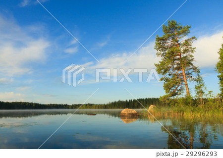 Pine tree by the lake at morning 29296293