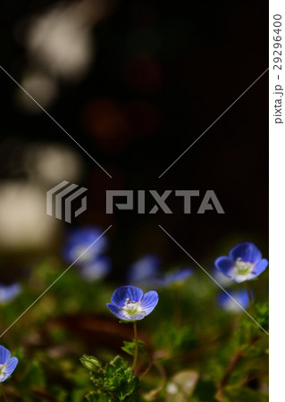 オオイヌノフグリ 29296400