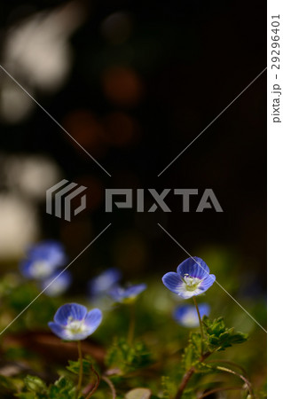 オオイヌノフグリ 29296401