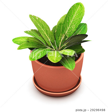 Sorrel plant in flower pot 29296498