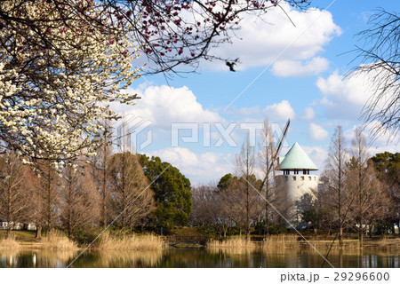 早春の松伏総合公園 早春の松伏総合公園 29296600