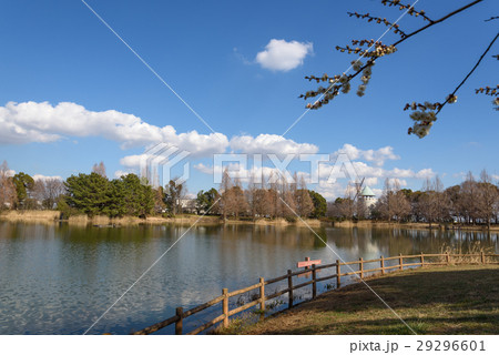 早春の松伏総合公園 早春の松伏総合公園 29296601