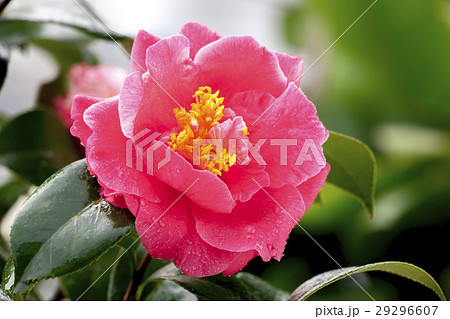 お茶の花 ツバキの花 椿の葉の写真素材