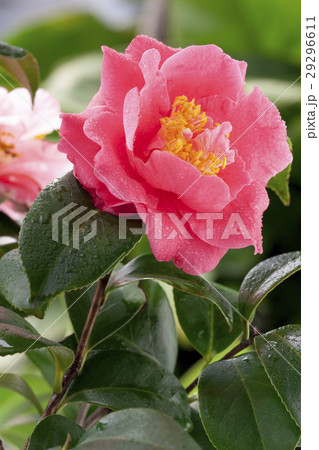 お茶の花 ツバキの花 椿の葉 29296611