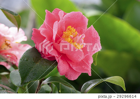 お茶の花 ツバキの花 椿の葉の写真素材