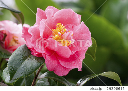 お茶の花 ツバキの花 椿の葉の写真素材